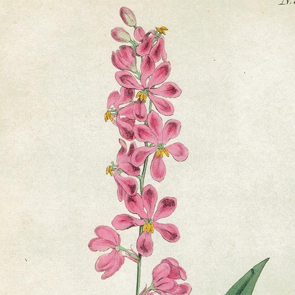 ꥹ ƥ ܥ˥륢 Curtis Botanical Magazine  ʪ 1018