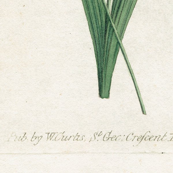 ꥹ ƥ ܥ˥륢 Curtis Botanical Magazine  ʪ 1018