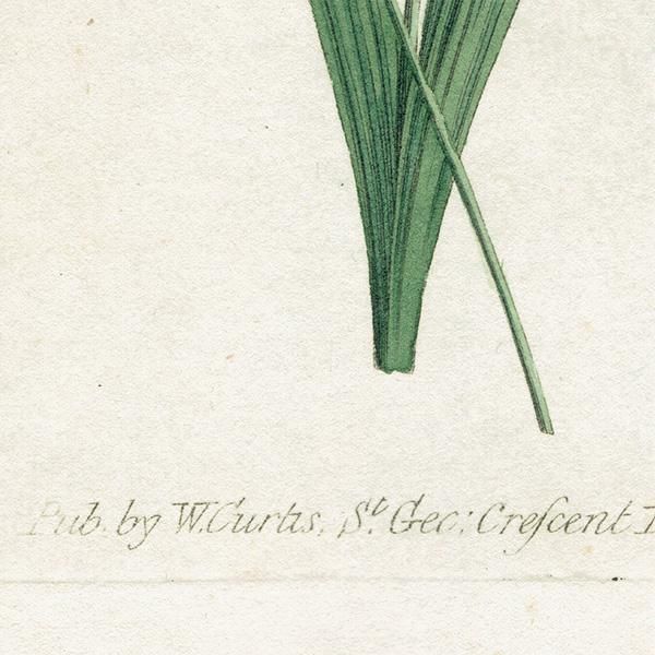 ꥹ ƥ ܥ˥륢 Curtis Botanical Magazine  ʪ 1018
