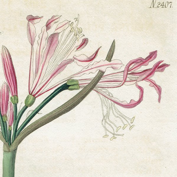 イギリス アンティーク ボタニカルアート Curtis Botanical Magazineより ヒガンバナ科ネリネ属 植物画 1020