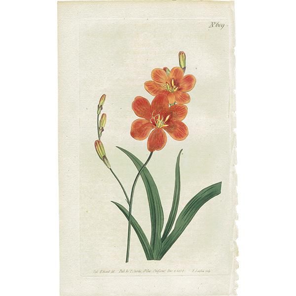 新作商品 イギリス アンティーク ボタニカルアート Curtis Botanical 絵画
