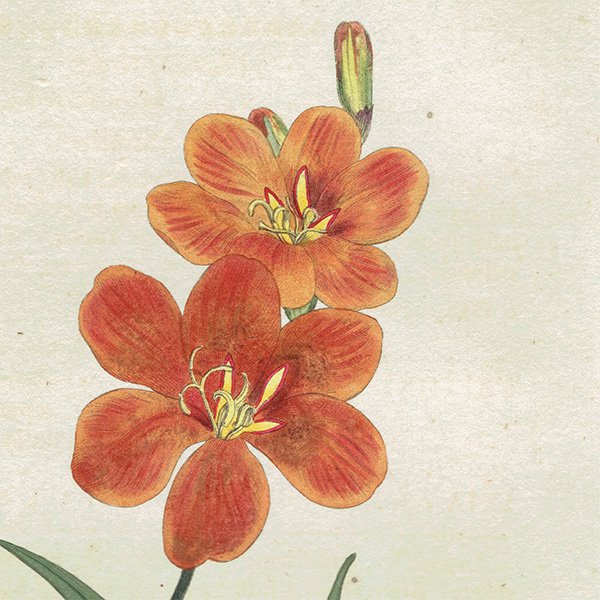 ꥹ ƥ ܥ˥륢 Curtis Botanical Magazine ȥȥ˥ ʪ 1021
