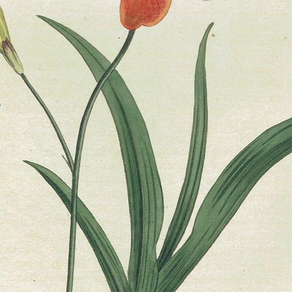 イギリス アンティーク ボタニカルアート Curtis Botanical