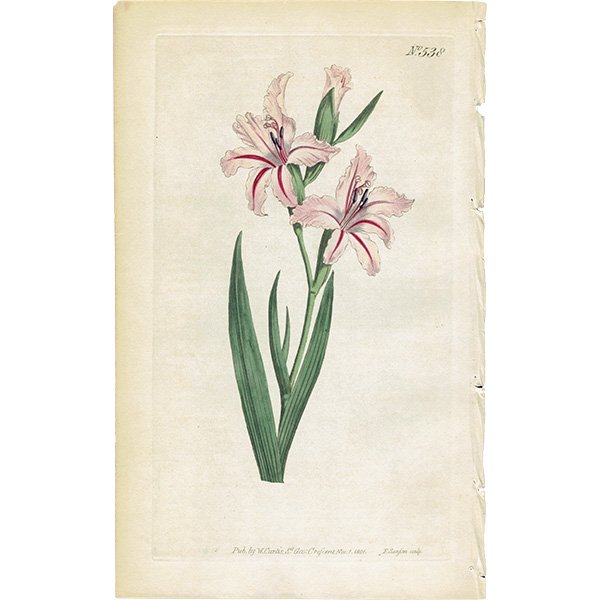 ꥹ ƥ ܥ˥륢 Curtis Botanical Magazine ʥ饸饹 ʪ 1022