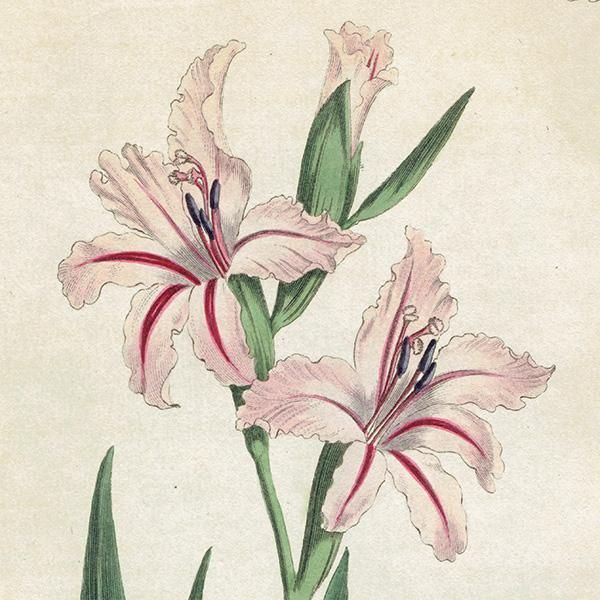 【人気商品！】 イギリス アンティーク Botanical Curtis ボタニカルアート 絵画