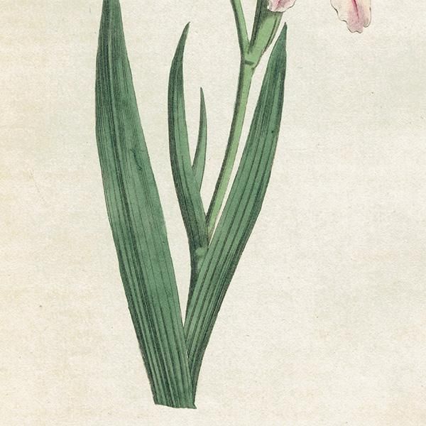 イギリス アンティーク ボタニカルアート Curtis Botanical