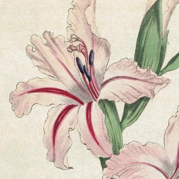 イギリス アンティーク ボタニカルアート Curtis Botanical