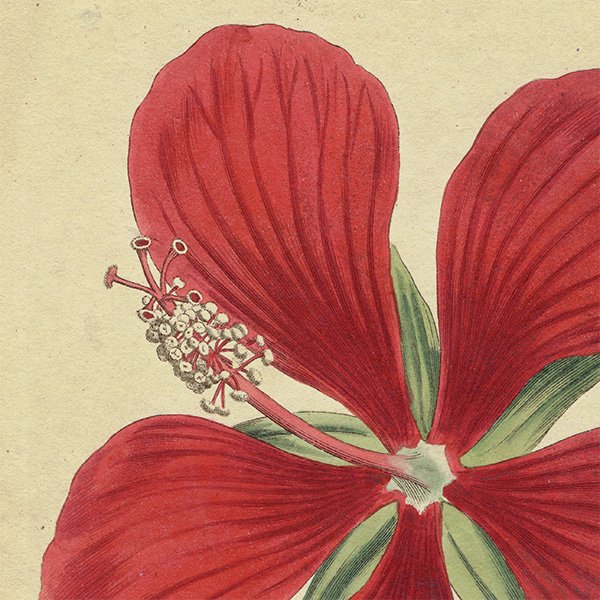 ꥹ ƥ ܥ˥륢 Curtis Botanical Magazine ϥӥ ʪ 1023