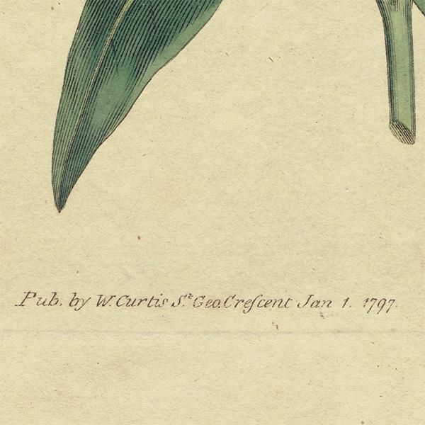 イギリス アンティーク ボタニカルアート Curtis Botanical