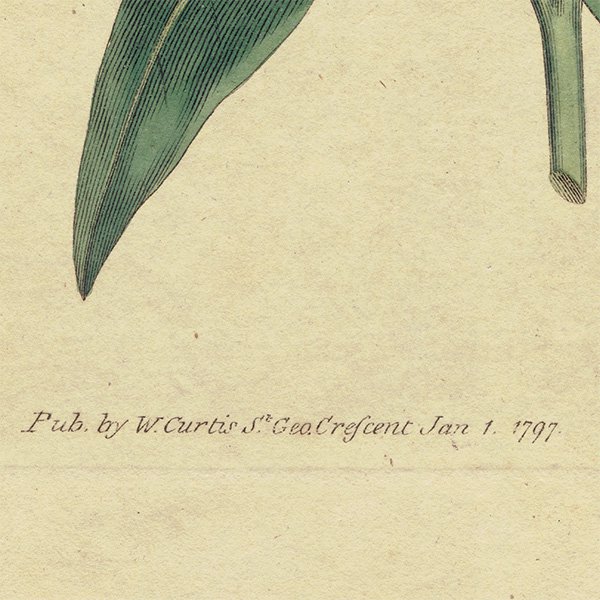 ꥹ ƥ ܥ˥륢 Curtis Botanical Magazine ϥӥ ʪ 1023