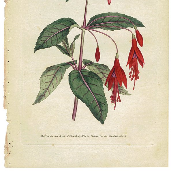 ꥹ ƥ ܥ˥륢 Curtis Botanical Magazine ե (ĥꥦ) ʪ 1024