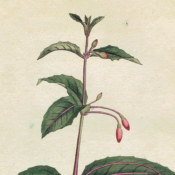 ꥹ ƥ ܥ˥륢 Curtis Botanical Magazine ե (ĥꥦ) ʪ 1024