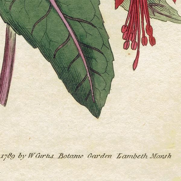 ★イギリス　ボタニカルアート　① ☆イギリス ボタニカルアート ① Amazon.co.jp: イギリス