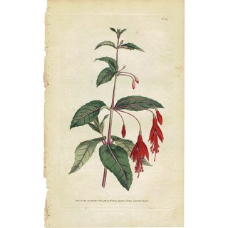 イギリス アンティーク ボタニカルアート Curtis Botanical Magazineより フクシア (ツリウキソウ) 植物画 1024