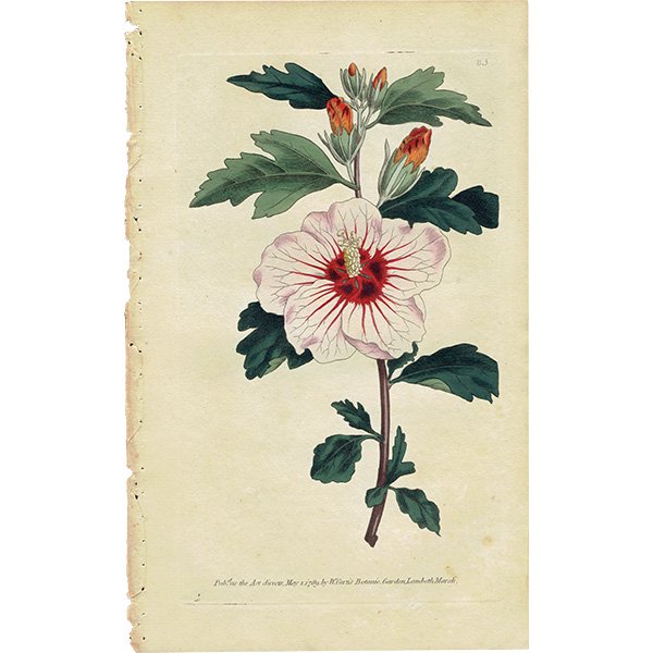 ꥹ ƥ ܥ˥륢 Curtis Botanical Magazine ९ ʪ 1025