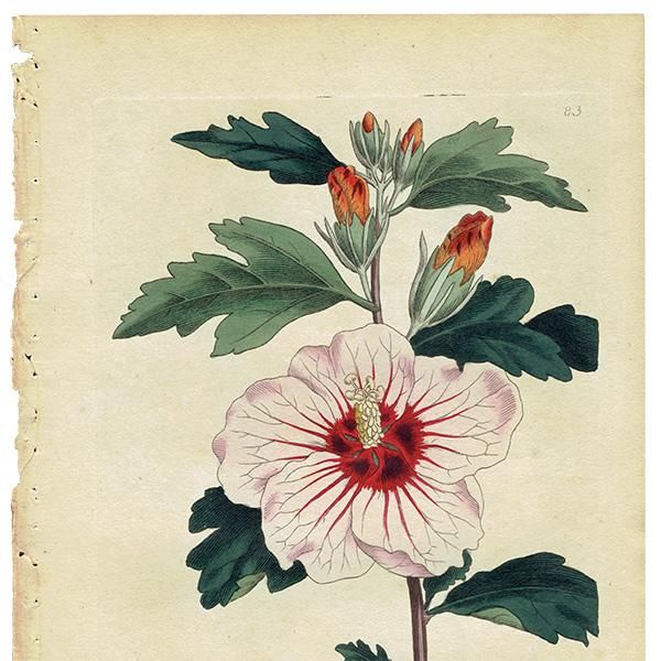 イギリス アンティーク ボタニカルアート Curtis Botanical