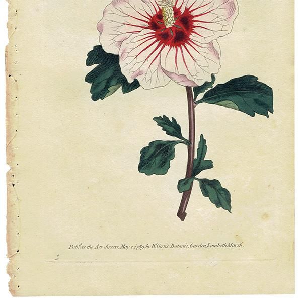 Amazon.co.jp: イギリス アンティーク ボタニカルアート植物画