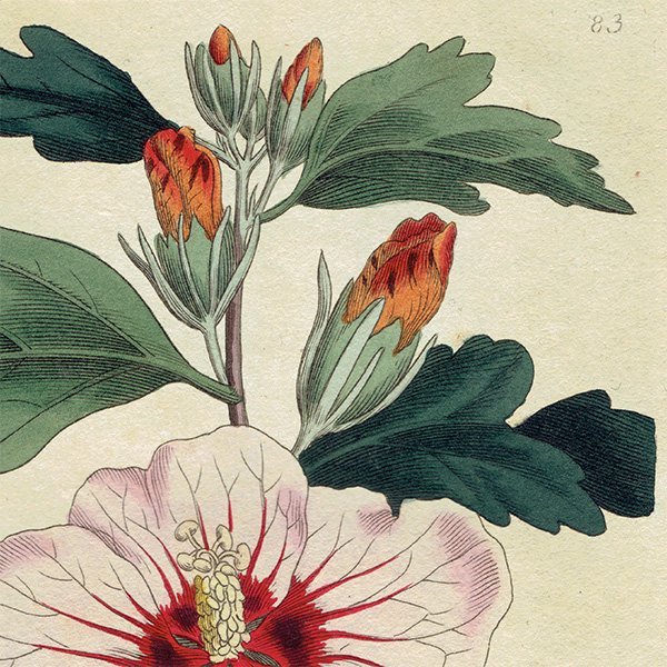 ꥹ ƥ ܥ˥륢 Curtis Botanical Magazine ९ ʪ 1025