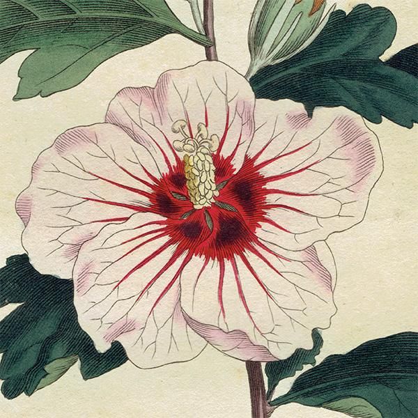 ꥹ ƥ ܥ˥륢 Curtis Botanical Magazine ९ ʪ 1025