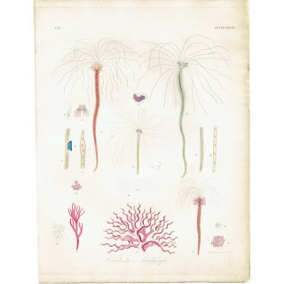 海洋生物 Terebella conchilega フサゴカイ（多毛類フサゴカイ目） アンティークプリント 博物画 標本画｜0183