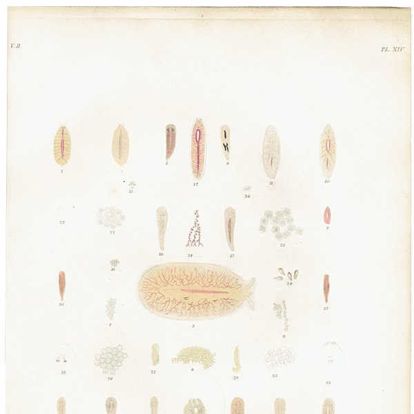 海洋生物 Planaria プラナリア アンティークプリント 博物画 標本画｜0206