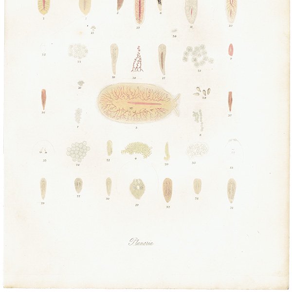 海洋生物 Planaria プラナリア アンティークプリント 博物画 標本画｜0206