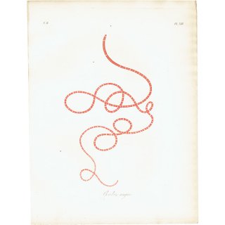 海洋生物 Gordius anguis ハリガネムシ（？） アンティークプリント 博物画 標本画｜0196