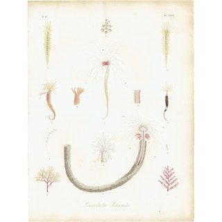 海洋生物 Terebella littoralis フサゴカイ科 アンティークプリント 博物画 標本画｜0205