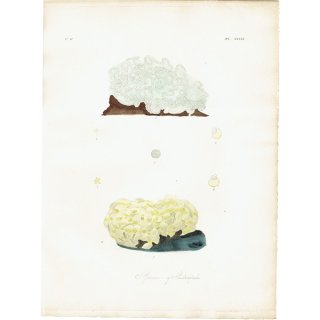 海洋生物 Spawn of Gastropods 腹足綱の卵 アンティークプリント 博物画 標本画｜0179
