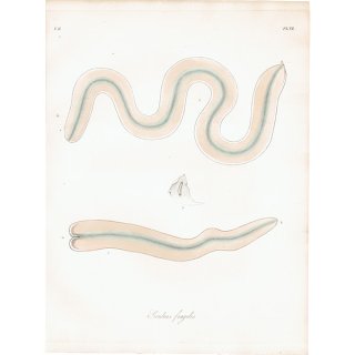 海洋生物 Gordius fragilis 海綿動物 アンティークプリント 博物画 標本画｜0231