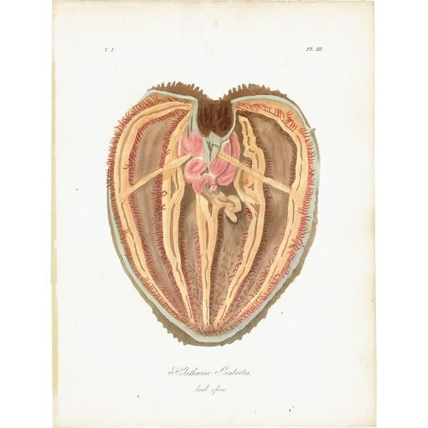 海洋生物 クロナマコ 臓器 （Holothuria Pentactes Intestinal
