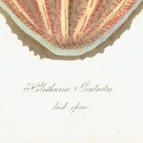 海洋生物 Holothuria Pentactes laid open クロナマコの内部