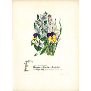 ミルトンの花より  パンジー、スミレ、ヒヤシンスなど  イギリス アンティーク ボタニカルアート 植物画 0702
