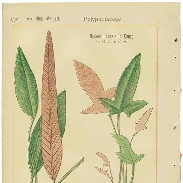 牧野富太郎植物画集 - 牧野植物園ミュージアムショップ