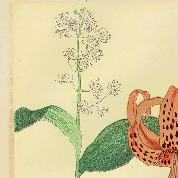 普通植物図譜』 牧野富太郎校訂 ゆきざさ / おにゆり ボタニカル 普通植物図譜』 牧野富太郎校訂 ゆきざさ / おにゆり ボタニカル