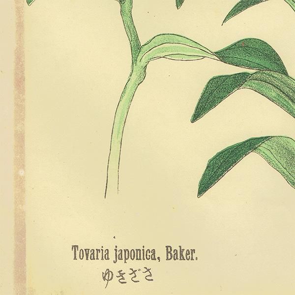 普通植物図譜』 牧野富太郎校訂 ゆきざさ / おにゆり ボタニカル 普通植物図譜』 牧野富太郎校訂 ゆきざさ / おにゆり ボタニカル