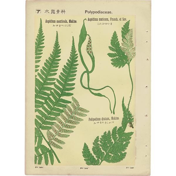 普通植物図譜』 牧野富太郎校訂 みやまべにしだ / しのぶかぐま