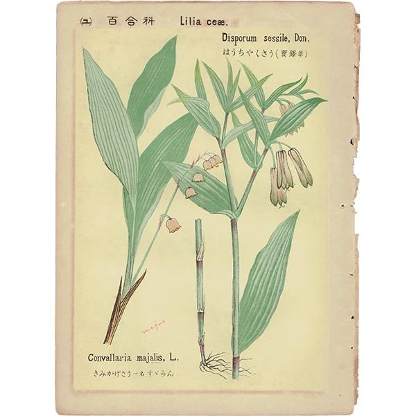 普通植物図譜』 牧野富太郎校訂 すずらん / ほうちゃくそう 普通植物図譜』 牧野富太郎校訂 すずらん / ほうちゃくそう