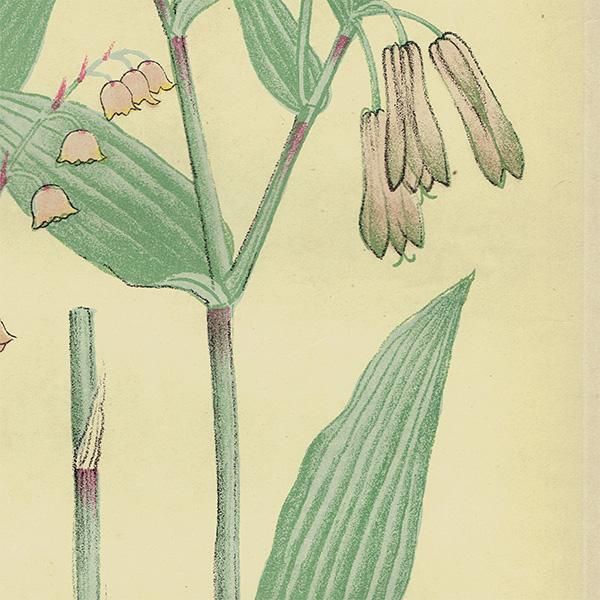 普通植物図譜』 牧野富太郎校訂 すずらん / ほうちゃくそう