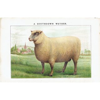 ミセスビートンの家政読本より 羊（A SOUTHDOWN WETHER） 1906年 イギリスアンティークプリント  0096