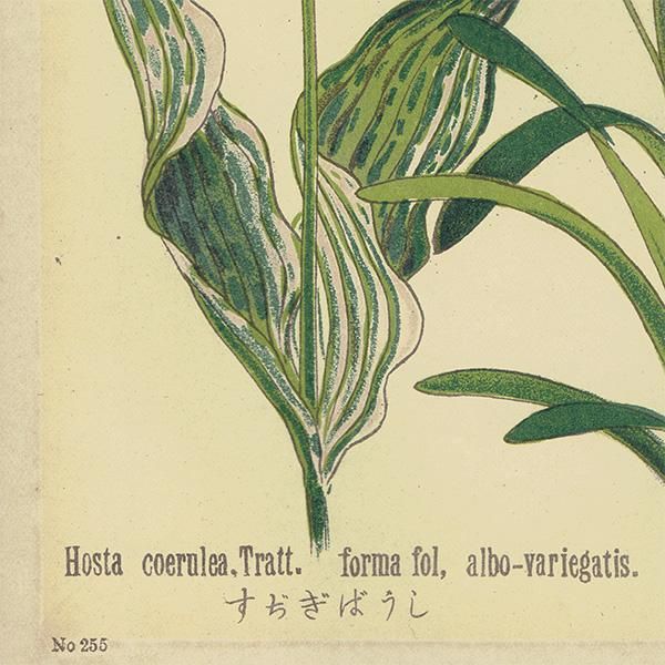 普通植物図譜』 牧野富太郎校訂 すじぎぼうし / やぶらん 普通植物図譜』 牧野富太郎校訂 すじぎぼうし / やぶらん