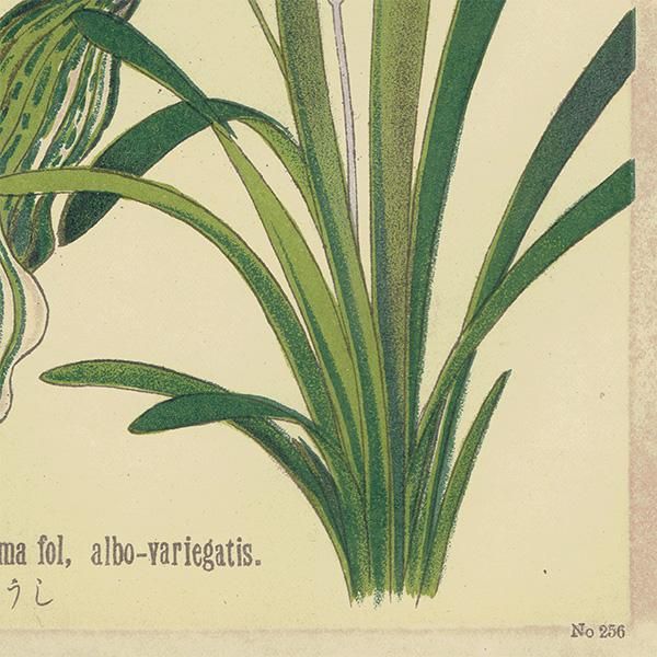 普通植物図譜』 牧野富太郎校訂 すじぎぼうし / やぶらん 普通植物図譜』 牧野富太郎校訂 すじぎぼうし / やぶらん