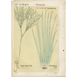 『普通植物図譜』 牧野富太郎校訂 まつばらん / みづにら ボタニカルアート 1116