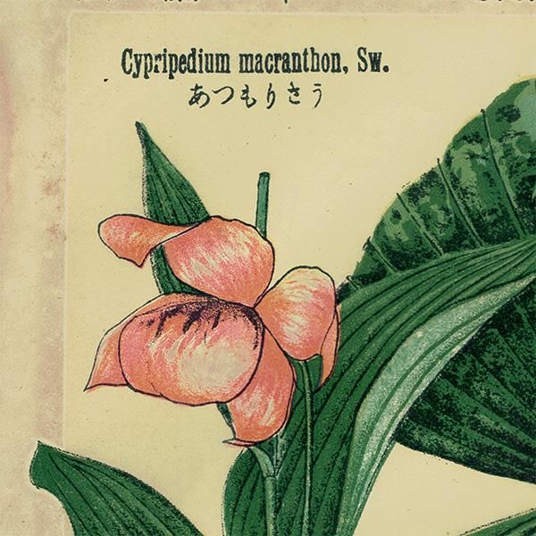 普通植物図譜』 牧野富太郎校訂 にんにく / のぎらん ボタニカル