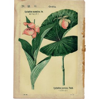 『普通植物図譜』 牧野富太郎校訂 あつもりそう / くまがいそう ボタニカルアート 1117