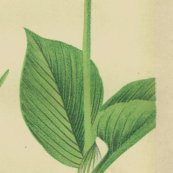 長野県植物誌 FloraofNaganoPrefecture | 清水 建美 |本 | 通販