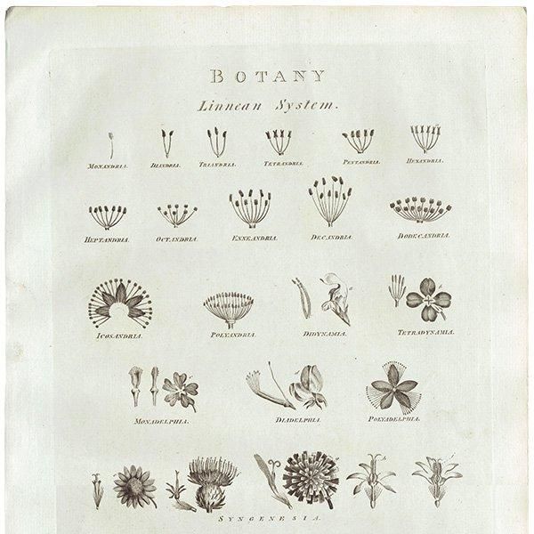 イギリス アンティーク ボタニカルアート / 植物画 BOTANY (1786