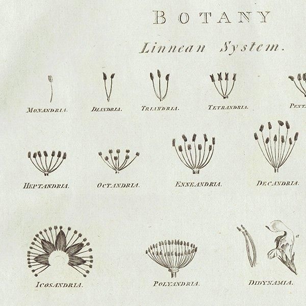 ꥹ ƥ ܥ˥륢 / ʪ BOTANY (1786ǯ) 0144