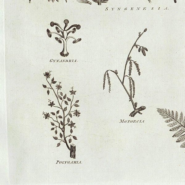 イギリス アンティーク ボタニカルアート / 植物画 BOTANY (1786