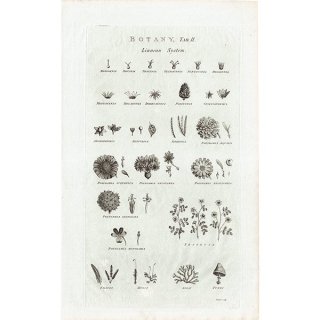 イギリス アンティーク ボタニカルアート / 植物画 BOTANY (1786年) 0125